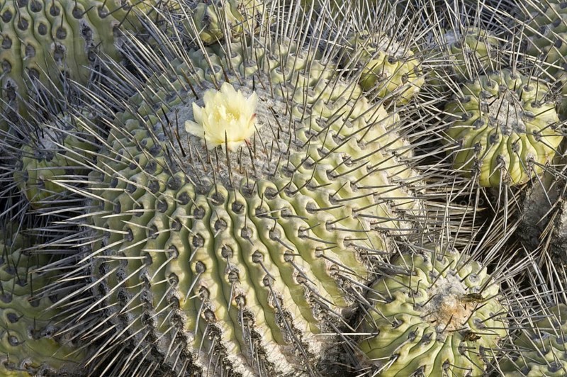 Flowering copiapoa echinoides