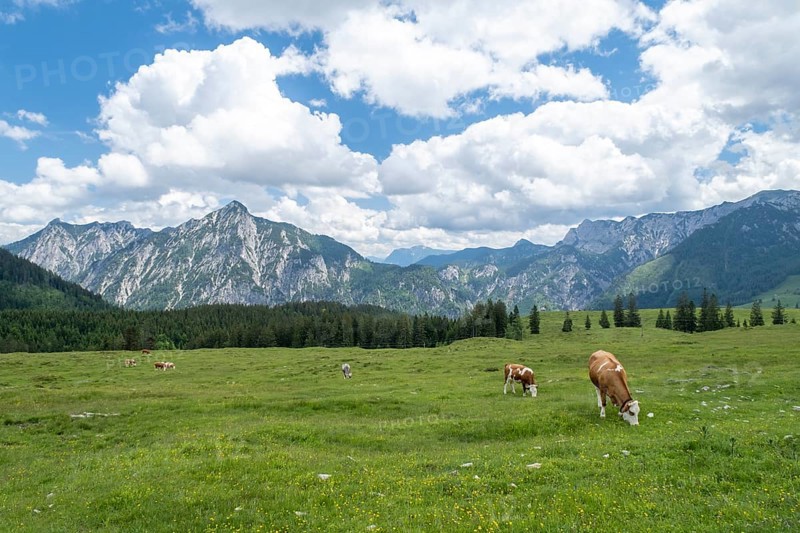 Cows
