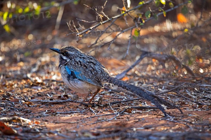 Long-tailed ground roller