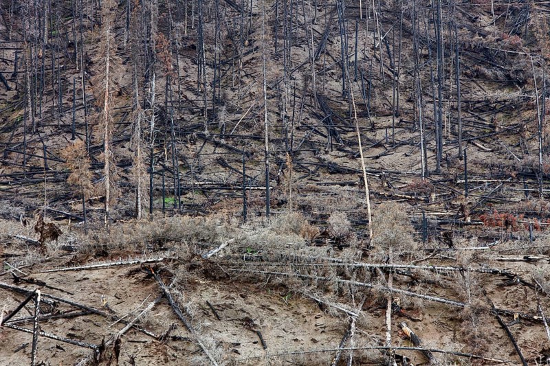 Charred logs burnt by forest fire