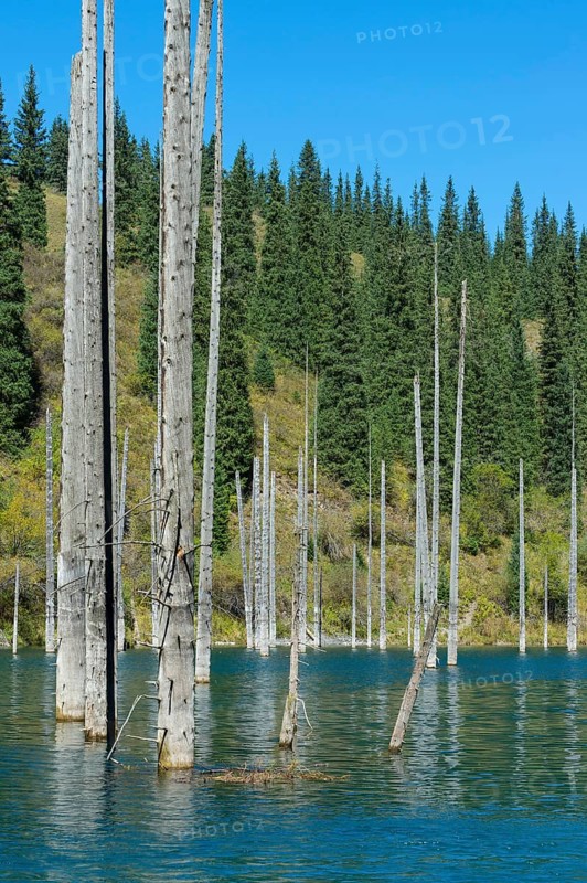 Dried trunks of