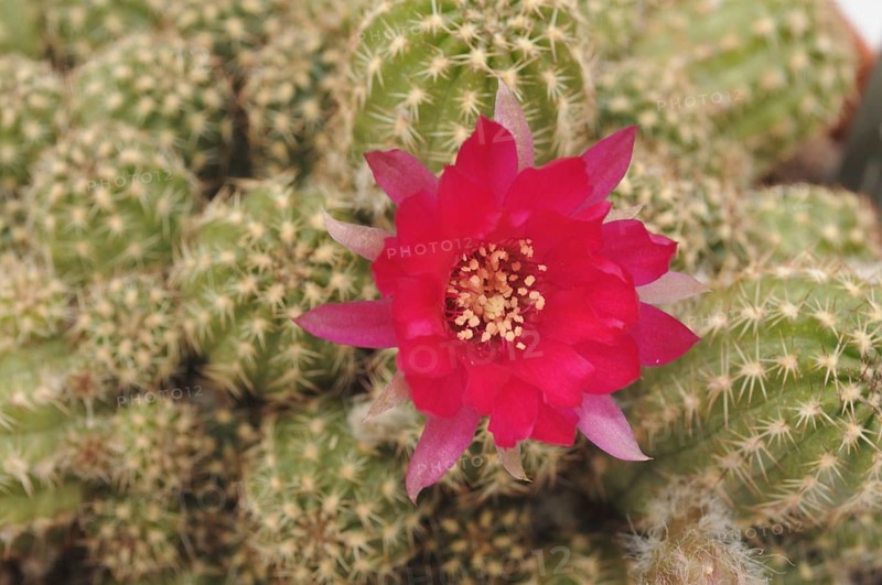Echinopsis chamaecereus
