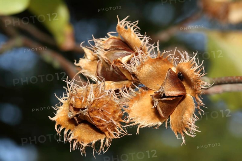 European beech