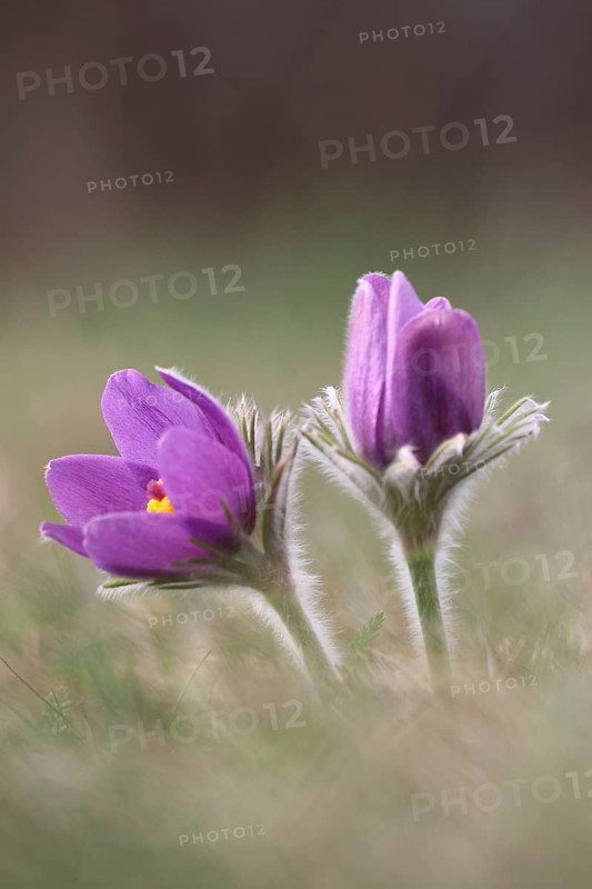 Common pasque flower