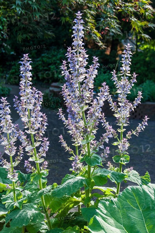 (Salvia sclarea) SAGE