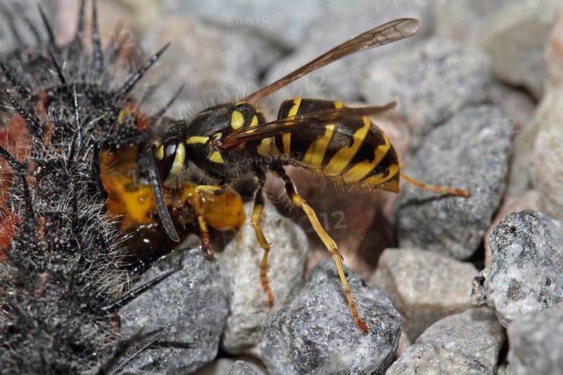 Common wasp