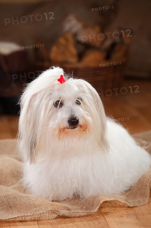 Coton de Tulear