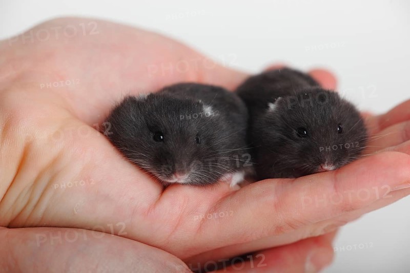 Djungarian hamster
