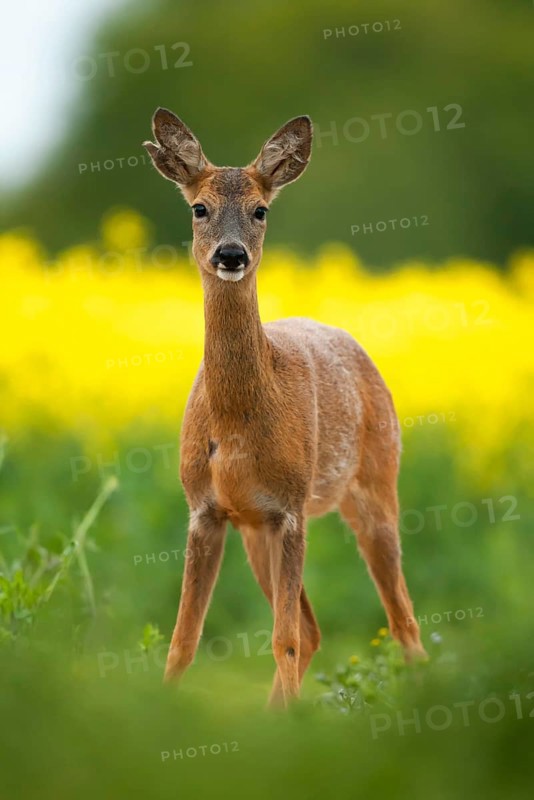 Western european roe deer