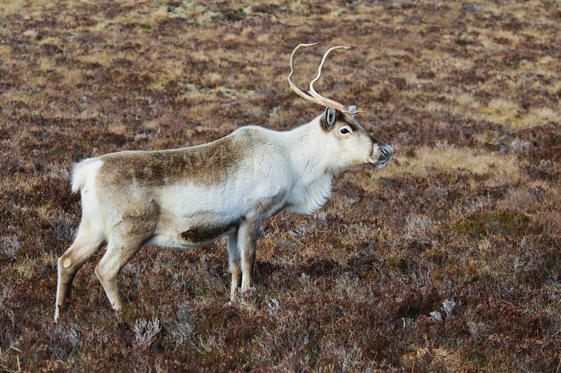 Reindeer