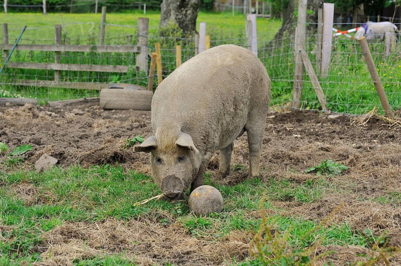 Domestic pig