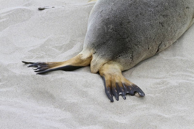 Australian sea lion