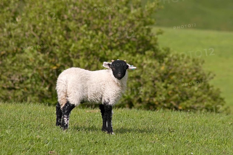 Domestic Sheep