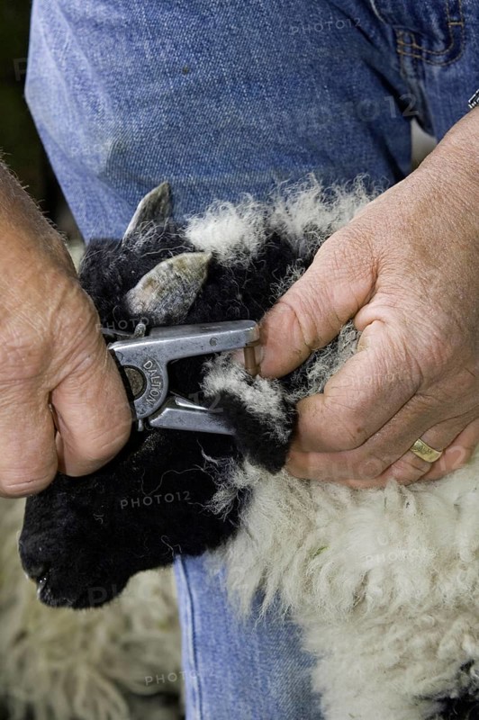 Farmer tagging young lamb with identification tags