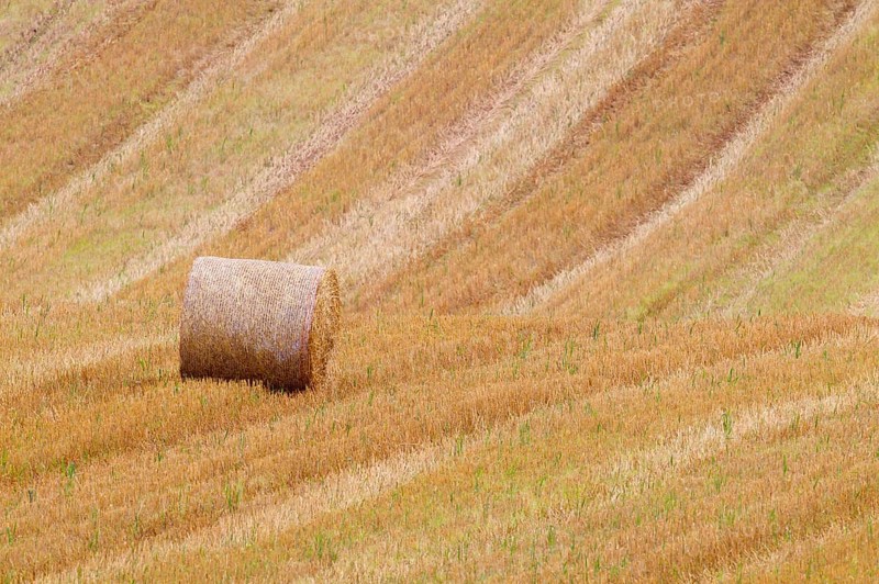 Round straw bale in stubble field
