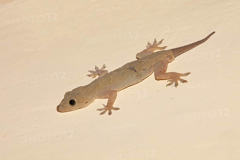 Yellow-green house gecko
