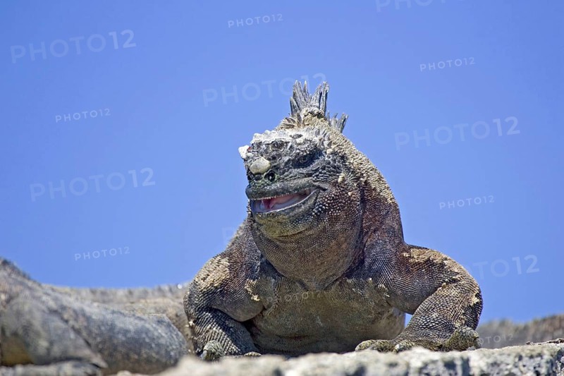 Marine Iguana