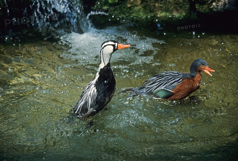 Torrent duck