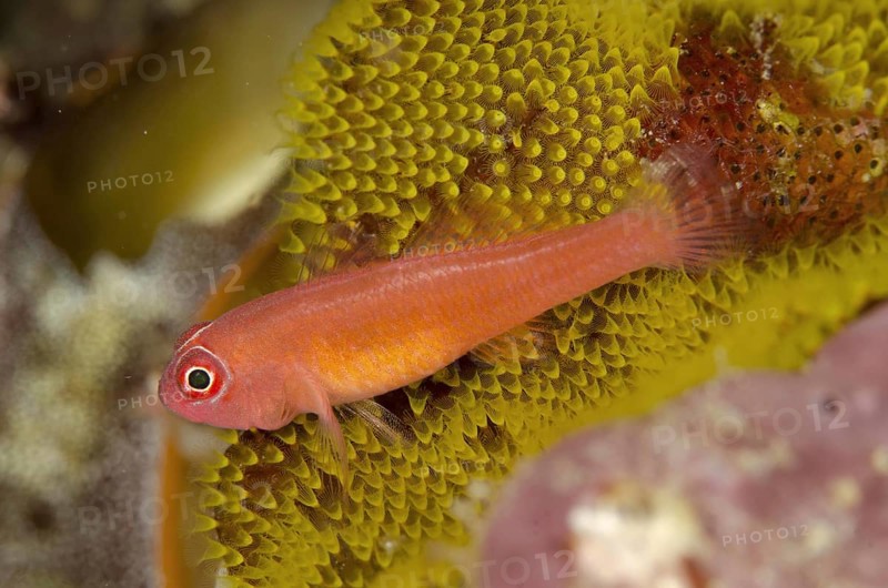 Coral Goby