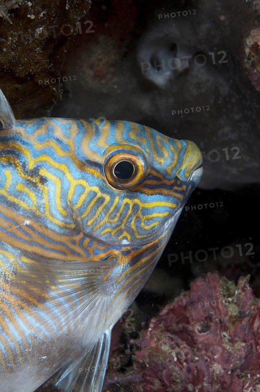 Headband Rabbitfish
