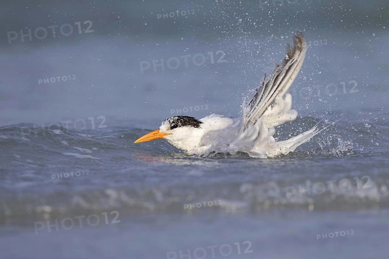 Royal tern
