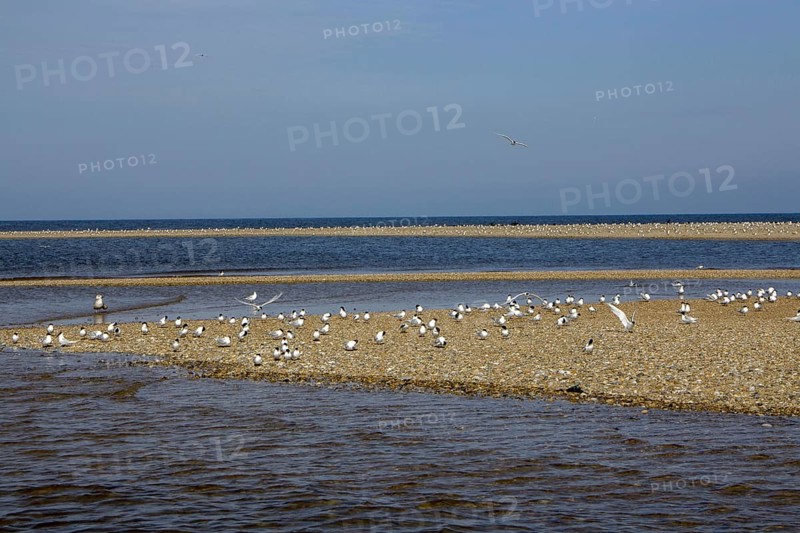 Sandwich Terns gather on the pebble spit on Scolt Head Island