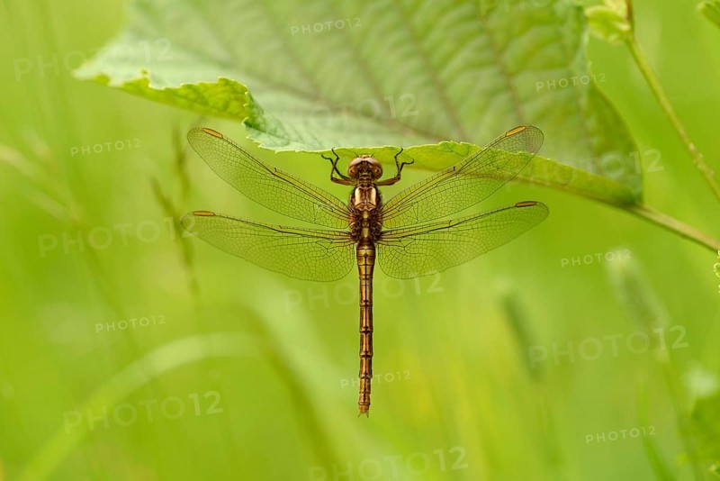 Orthetrum coerculescens