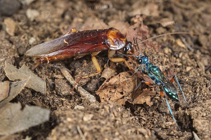 Emerald cockroach wasp