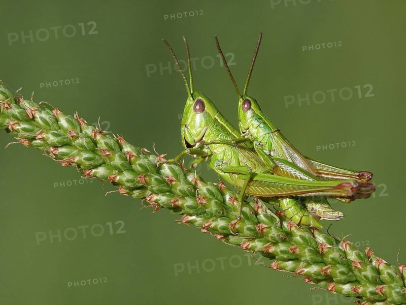 Common Green Grasshopper