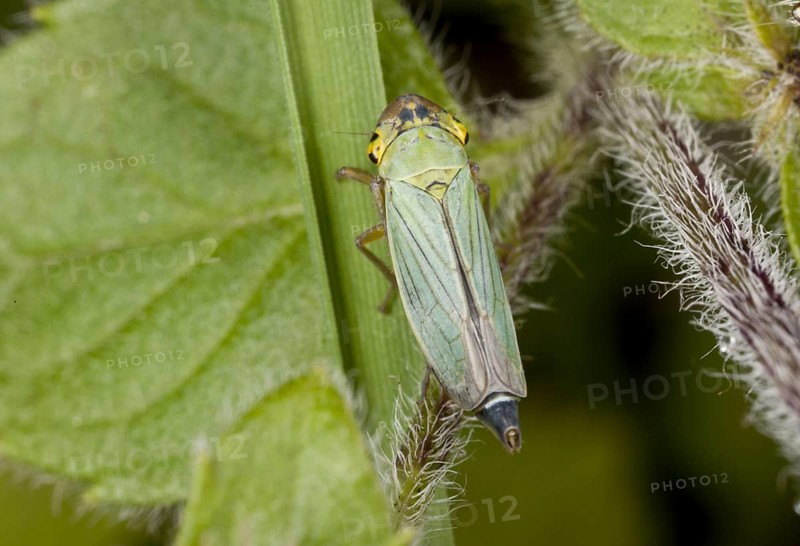 Tettigella viridis