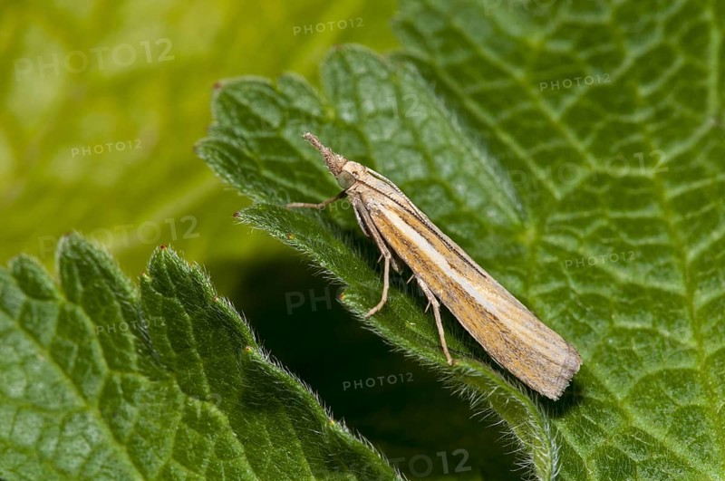 Common grass-veneer