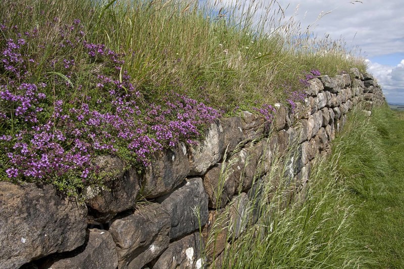 Creeping Thyme