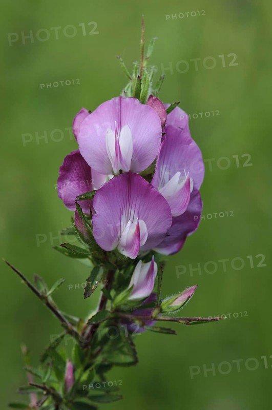 Spiky root close-up of spiny restharrow