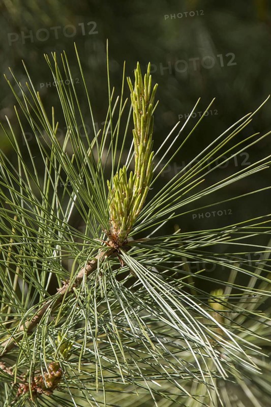 Mexican Weymouth pine
