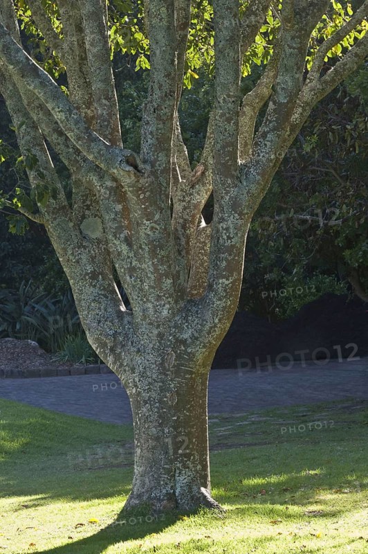 Trunk of cape chestnut