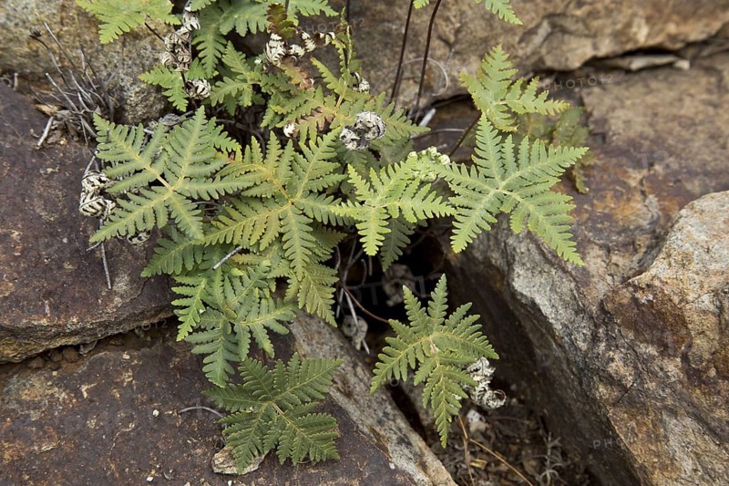 Star Cloak Fern