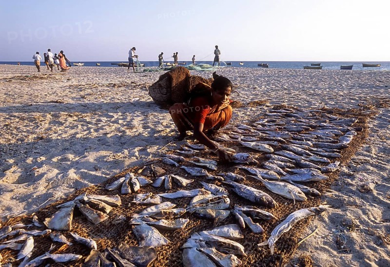 Fisherwoman drying fish in Dhanushkodi or Danushkodi