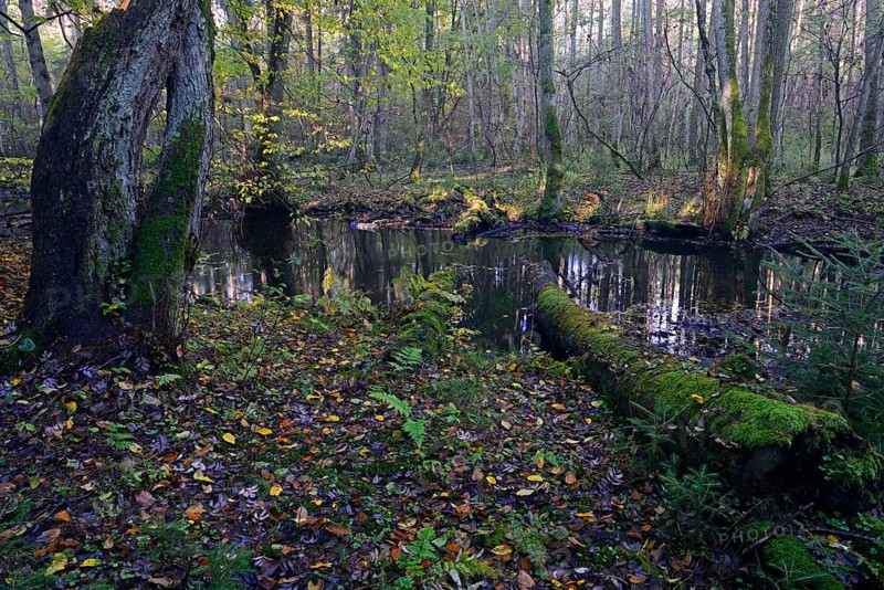 The Briese river in autumn in the Briese Valley landscape conservation area near Berlin