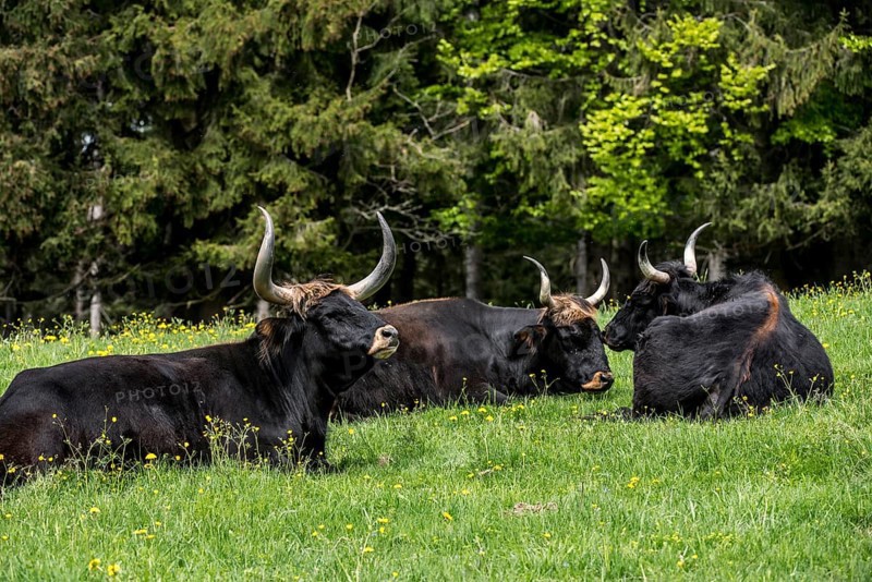 Herd of Heck domestic cattles