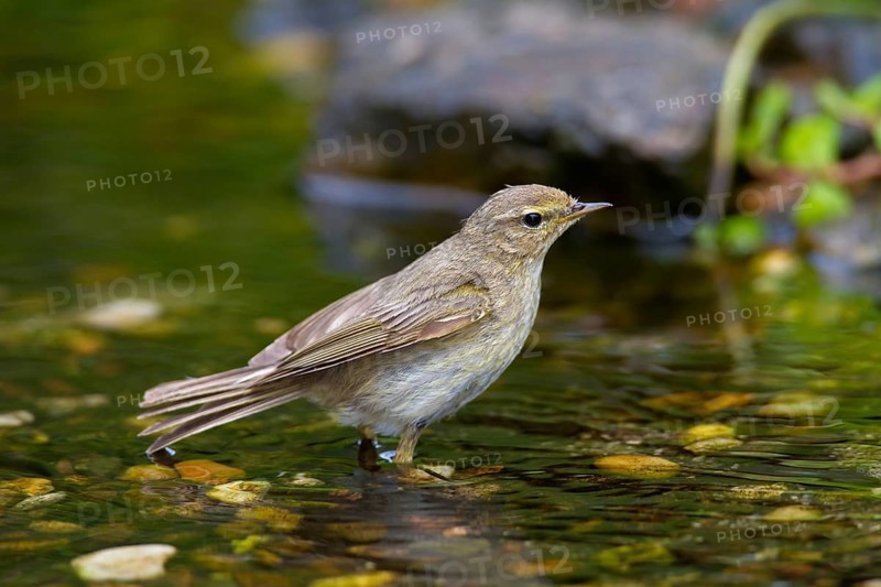 Willow warbler