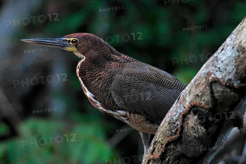 Marbled Tiger Heron