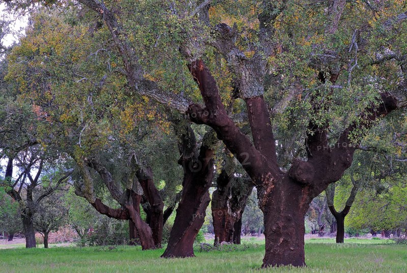Cork oak