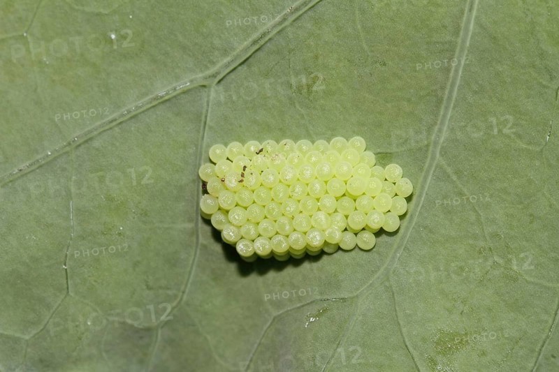 Large cabbage white butterfly