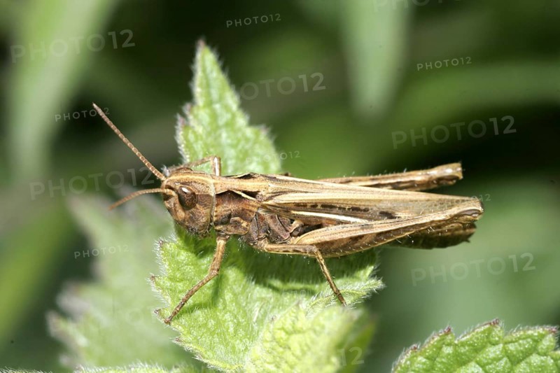 Field grasshopper