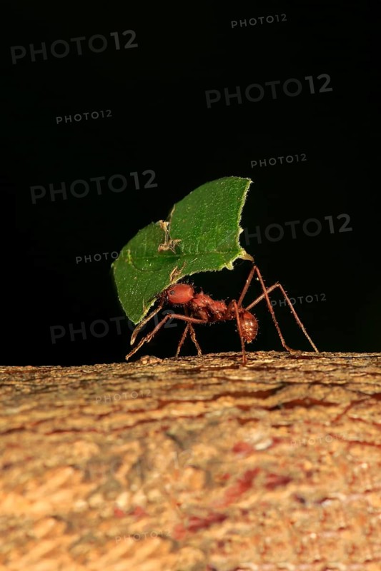 Leafcutter ant