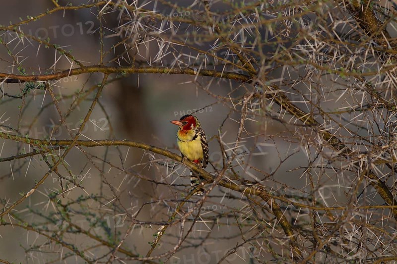 Flame-headed Barbet