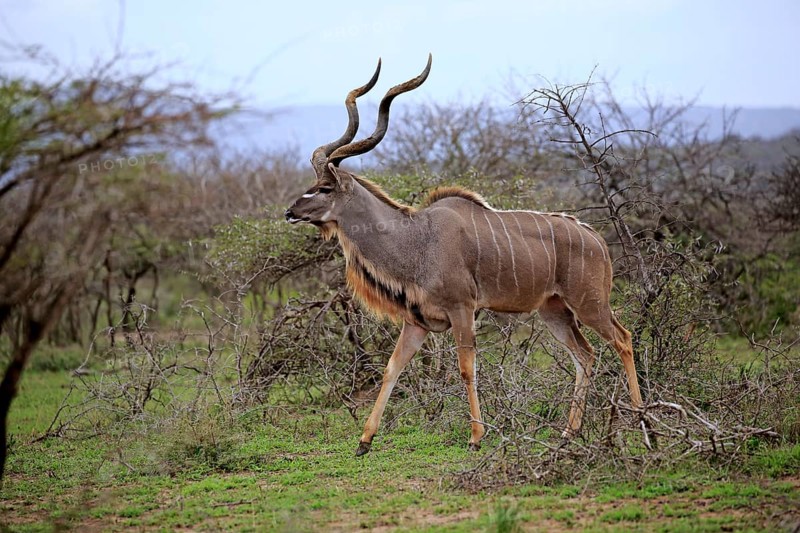 Greater Kudu