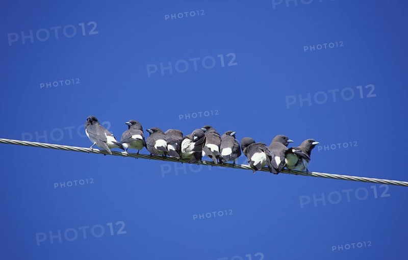 White-breasted woodswallow