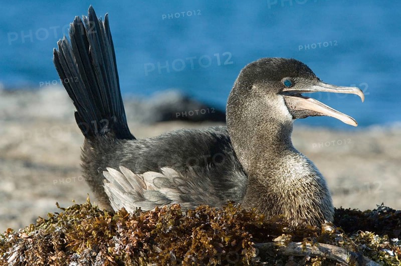 Flightless cormorant