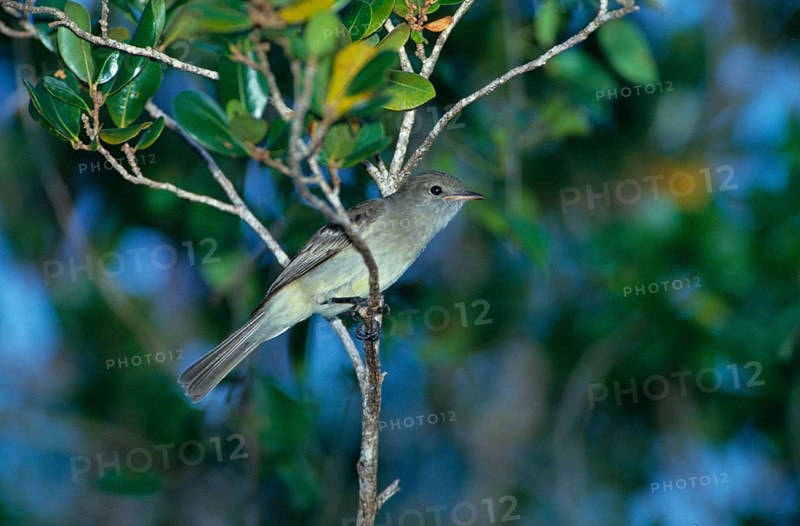 Caribbean caribbean elaenia